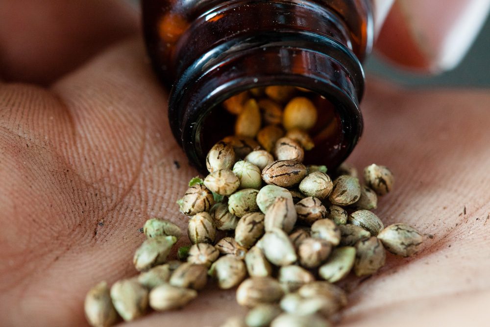Las 7 semillas de marihuana de uso medicinal más potentes