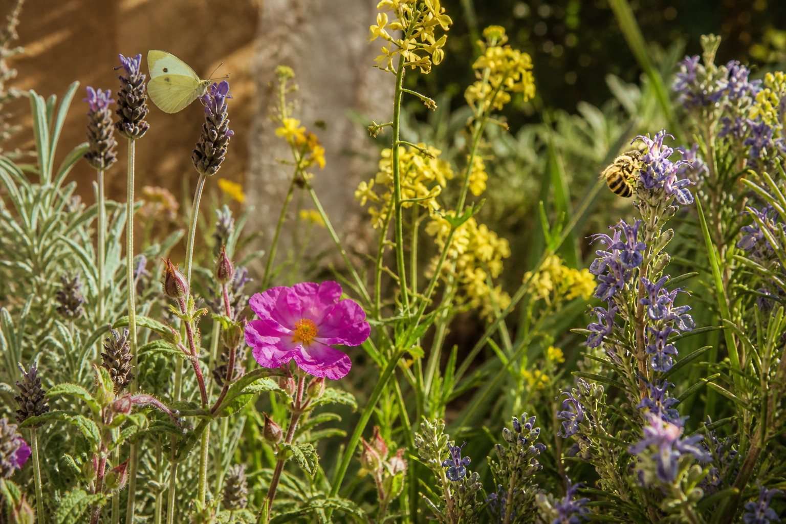 Cómo crear un rincón de plantas autóctonas para mariposas y otros polinizadores